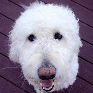 Meet your Posher, Dana